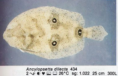 Ancylopsetta dilecta